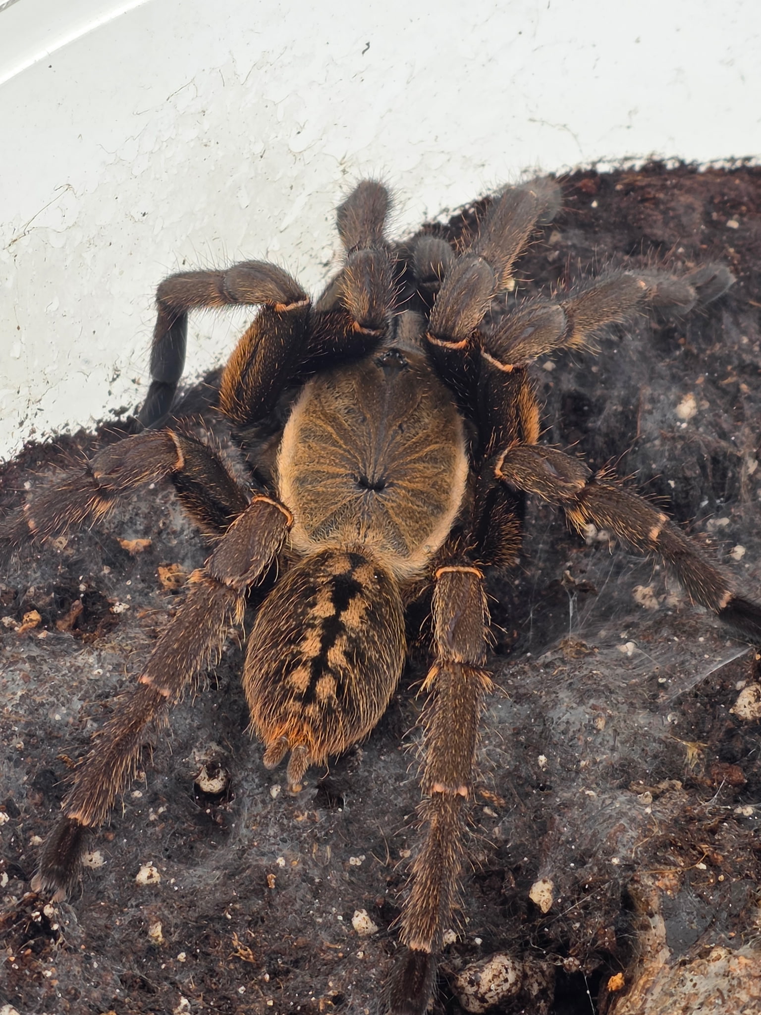Tarantula